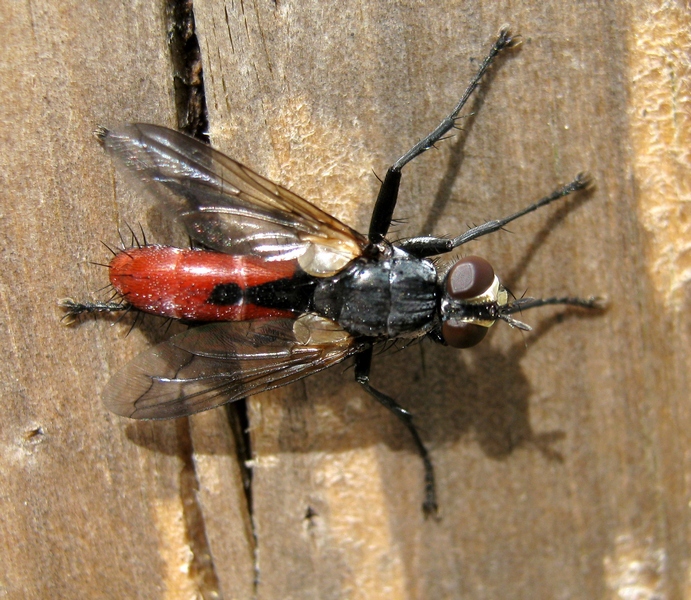 Tachinidae